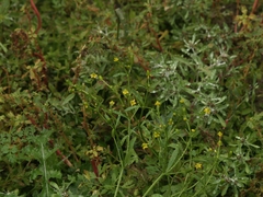 Ranunculus sceleratus