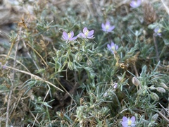 Spergularia rubra