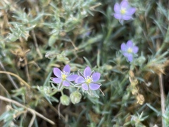 Spergularia rubra