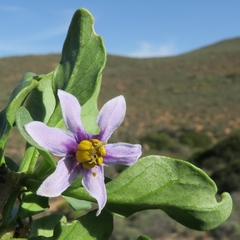 Solanum guineense