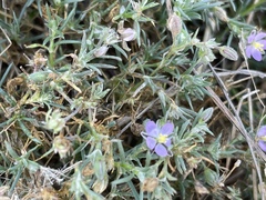 Spergularia rubra