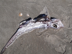 Dark Ghostshark photo 4