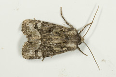 Lacinipolia olivacea