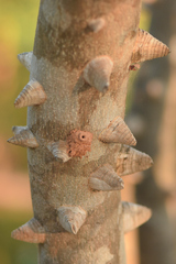 Zanthoxylum syncarpum