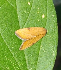 Galgula