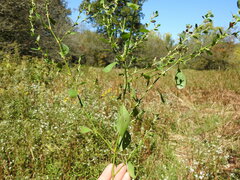 Polygonum ramosissimum