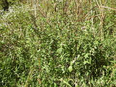 Polygonum ramosissimum