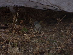 Camptostoma obsoletum