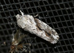 Agriophara confertella