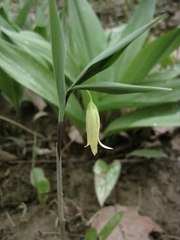 Uvularia sessilifolia