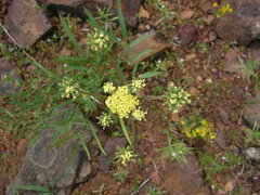 Lomatium triternatum