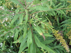 Oecanthus nigricornis