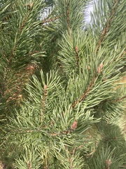 Pinus banksiana