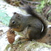 Tamiasciurus hudsonicus lanuginosus - Photo (c) tanageraz, μερικά δικαιώματα διατηρούνται (CC BY-NC), uploaded by tanageraz