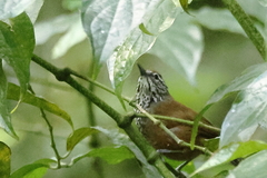 Pheugopedius maculipectus