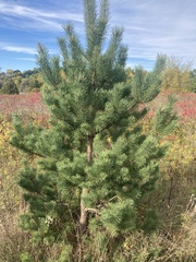 Pinus banksiana