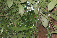 Cebuella niveiventris