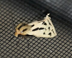 Ardices curvata