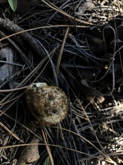 Rhizopogon