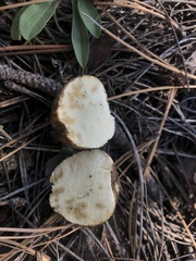 Rhizopogon