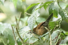 Pheugopedius maculipectus