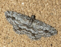 Didymoctenia exsuperata