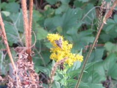 Ctenoplusia oxygramma