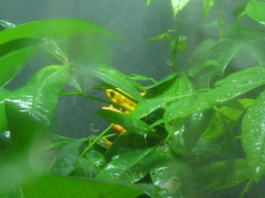 Atelopus zeteki