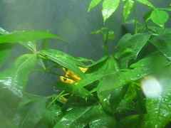Atelopus zeteki