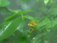 Atelopus zeteki