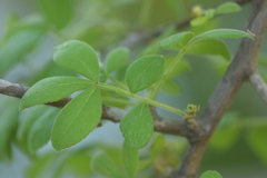 Zanthoxylum syncarpum