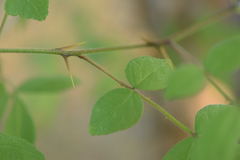 Zanthoxylum syncarpum