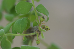 Zanthoxylum syncarpum