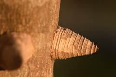 Zanthoxylum syncarpum