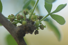 Zanthoxylum syncarpum