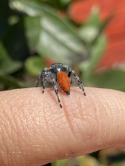 Phidippus adumbratus