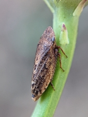 Aphrodes