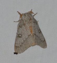 Syssphinx heiligbrodti