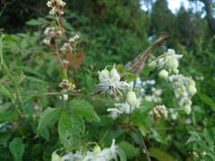 Clematis parviloba