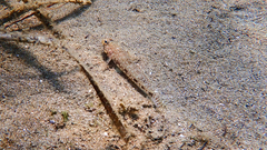 Gobius geniporus