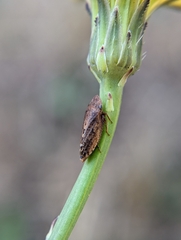 Aphrodes