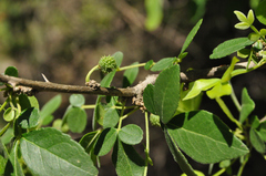 Zanthoxylum syncarpum