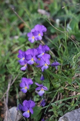 Viola eugeniae