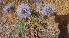 Echinops adenocaulos