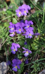 Viola eugeniae