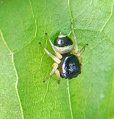 Pystira ephippigera