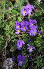 Viola eugeniae