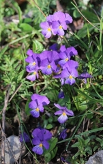 Viola eugeniae
