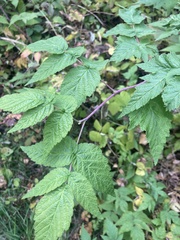 Rubus sachalinensis