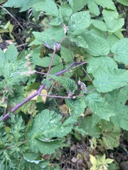 Rubus sachalinensis